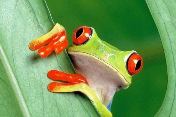 tree frog