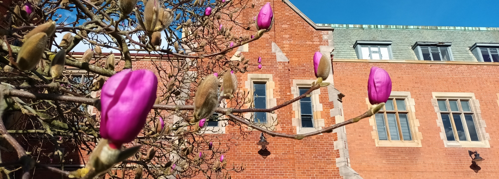 Pink magnolia buds on branches in front of a red brick building with blue sky in the background.