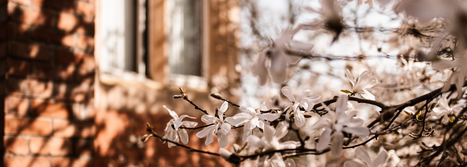 white flower blossom in foreground pictured against a blurred old building in the background